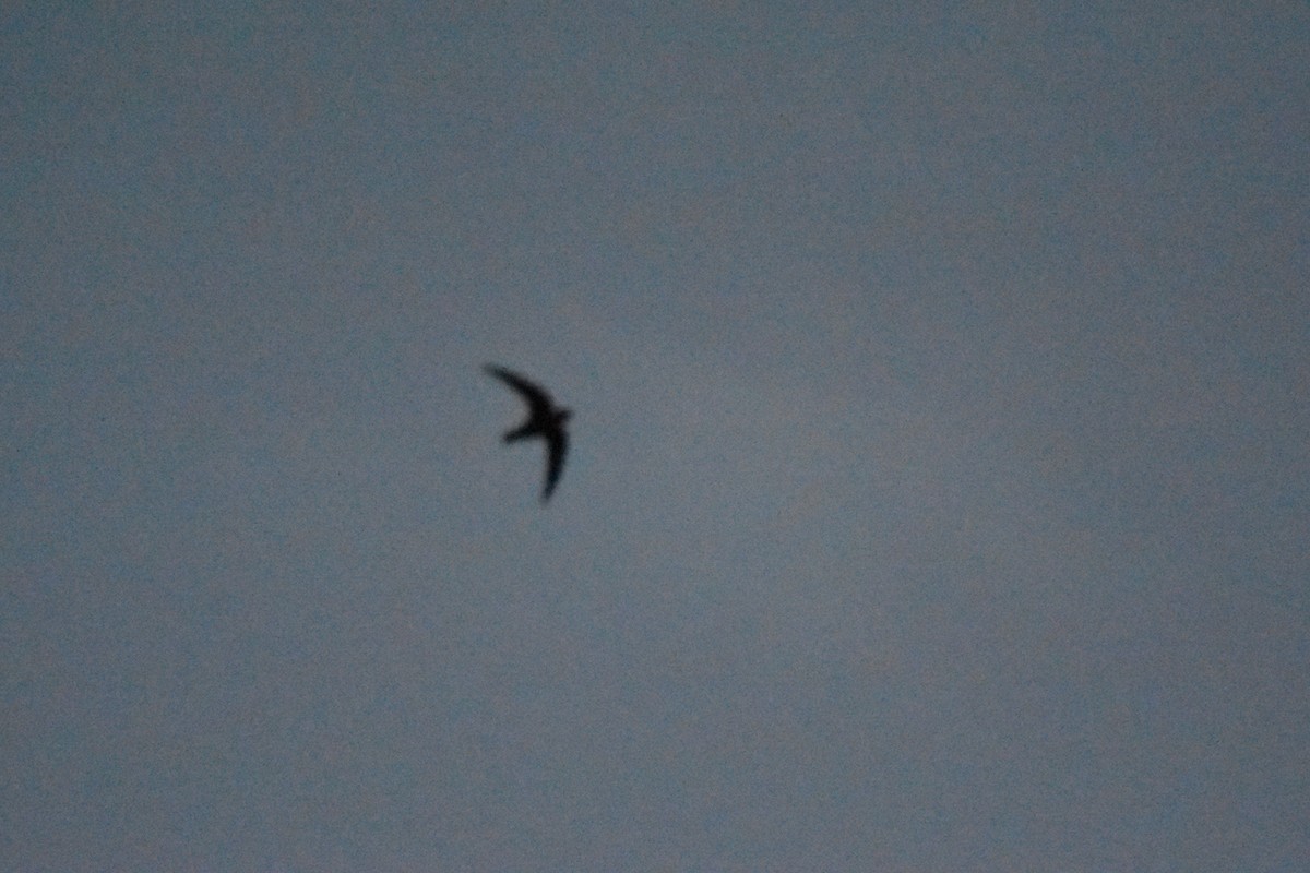 Black Swift - ML102142361