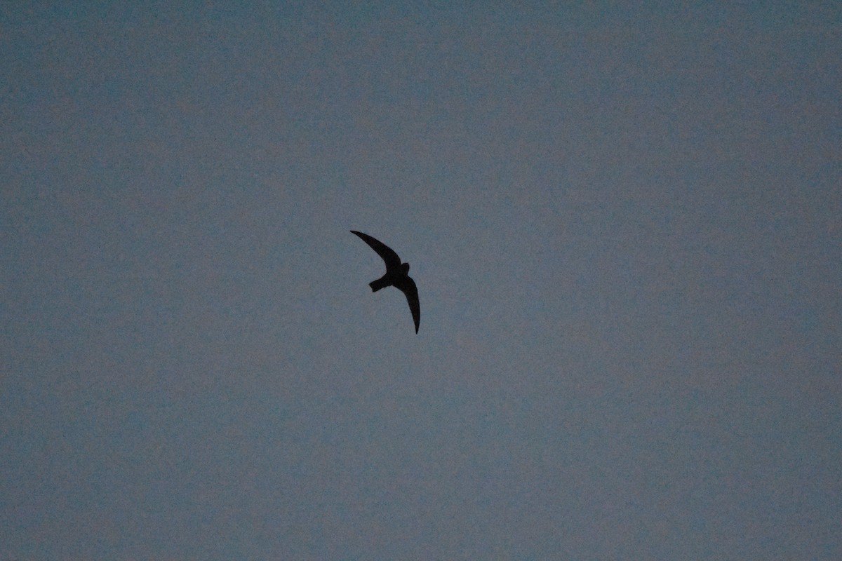 Black Swift - ML102142401