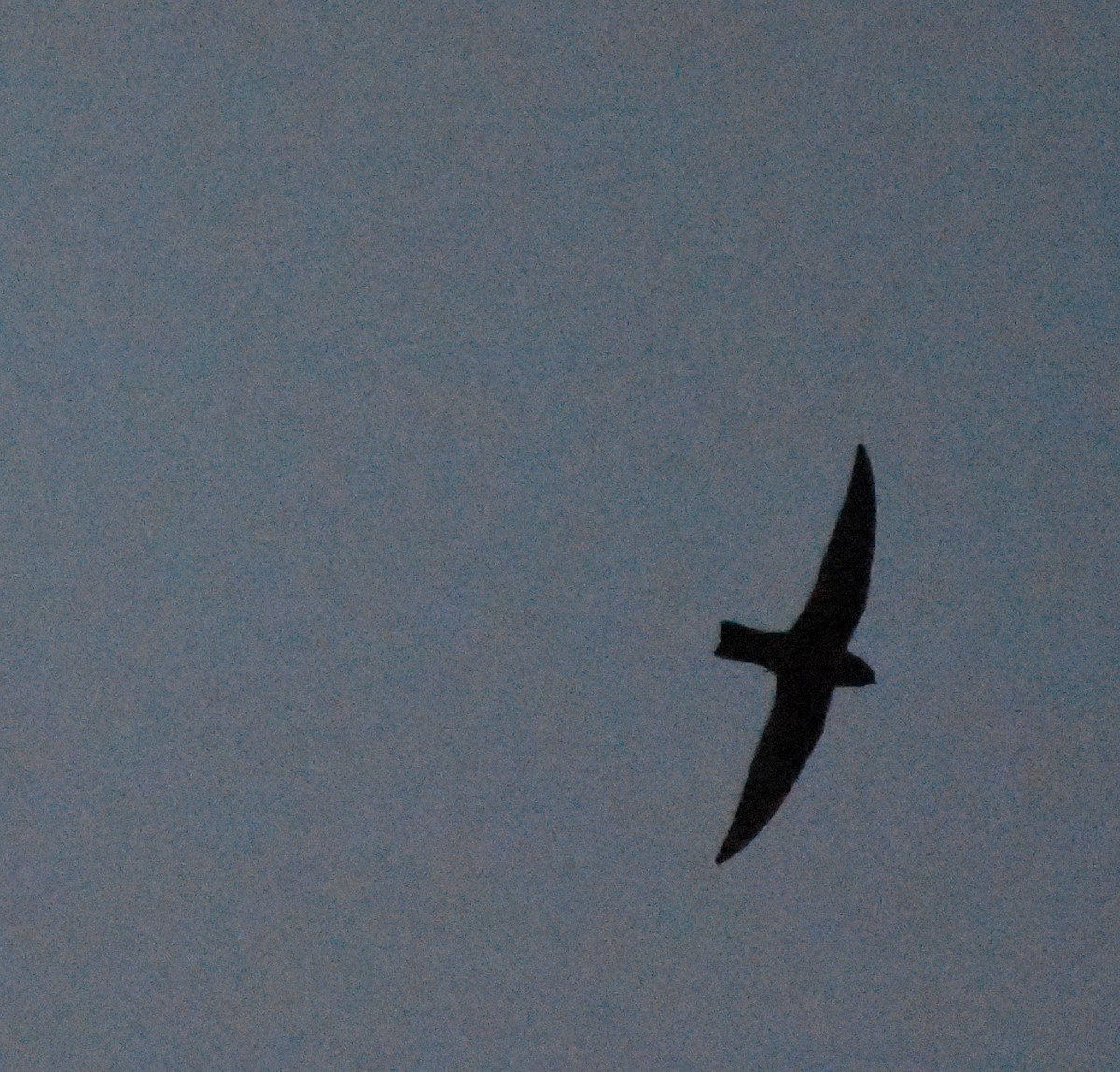 Black Swift - ML102142441