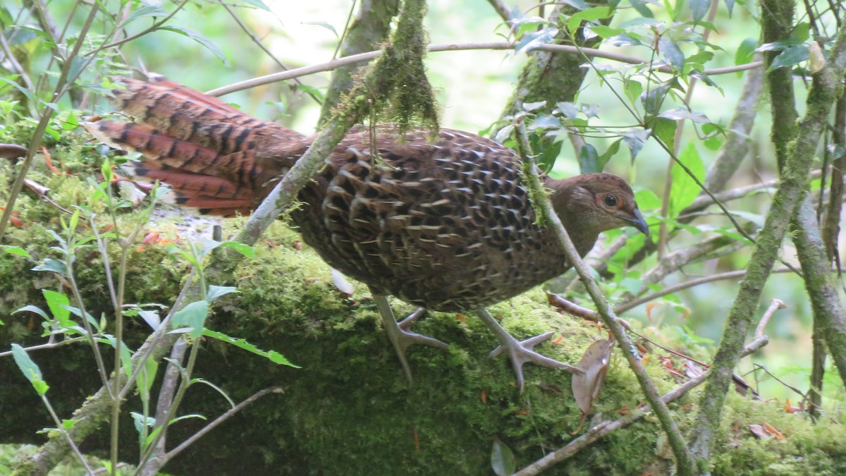 Mikado Pheasant - ML102142611