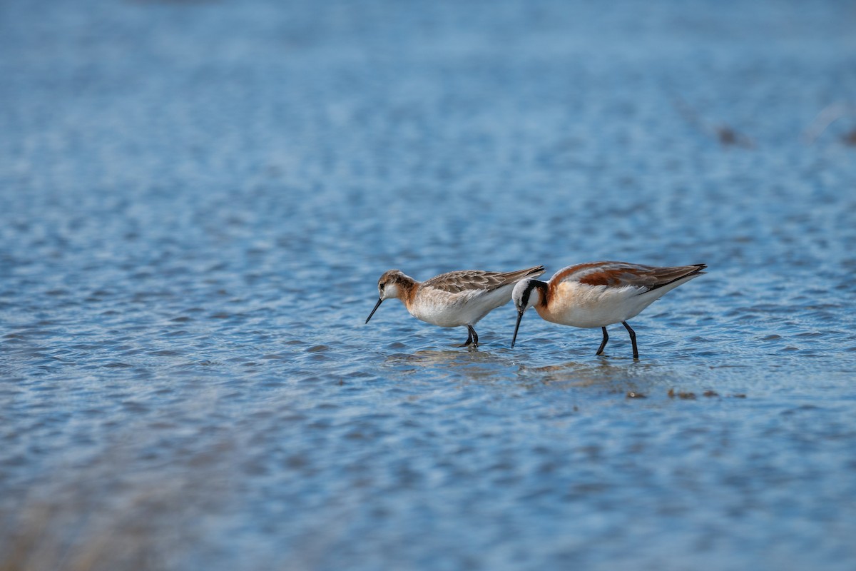 hvithalesvømmesnipe - ML102146681