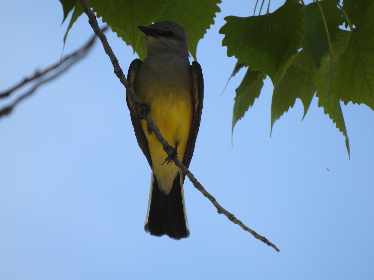 Western Kingbird - ML102148011