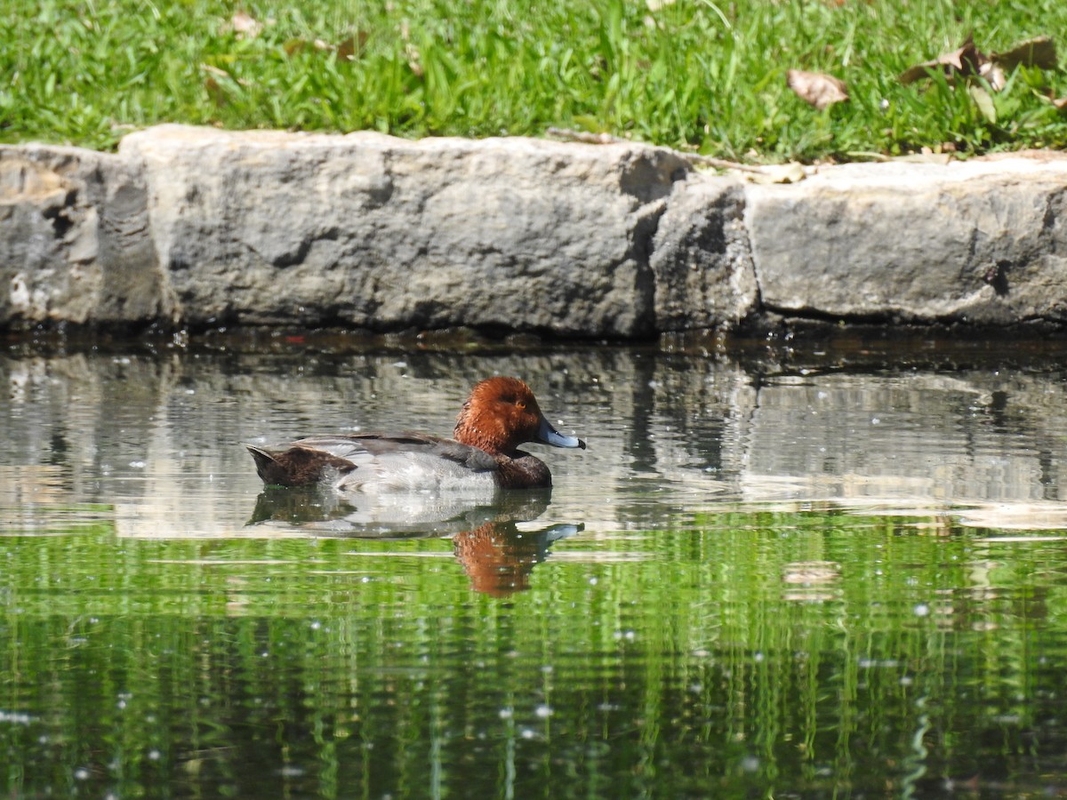 Redhead - ML102148651