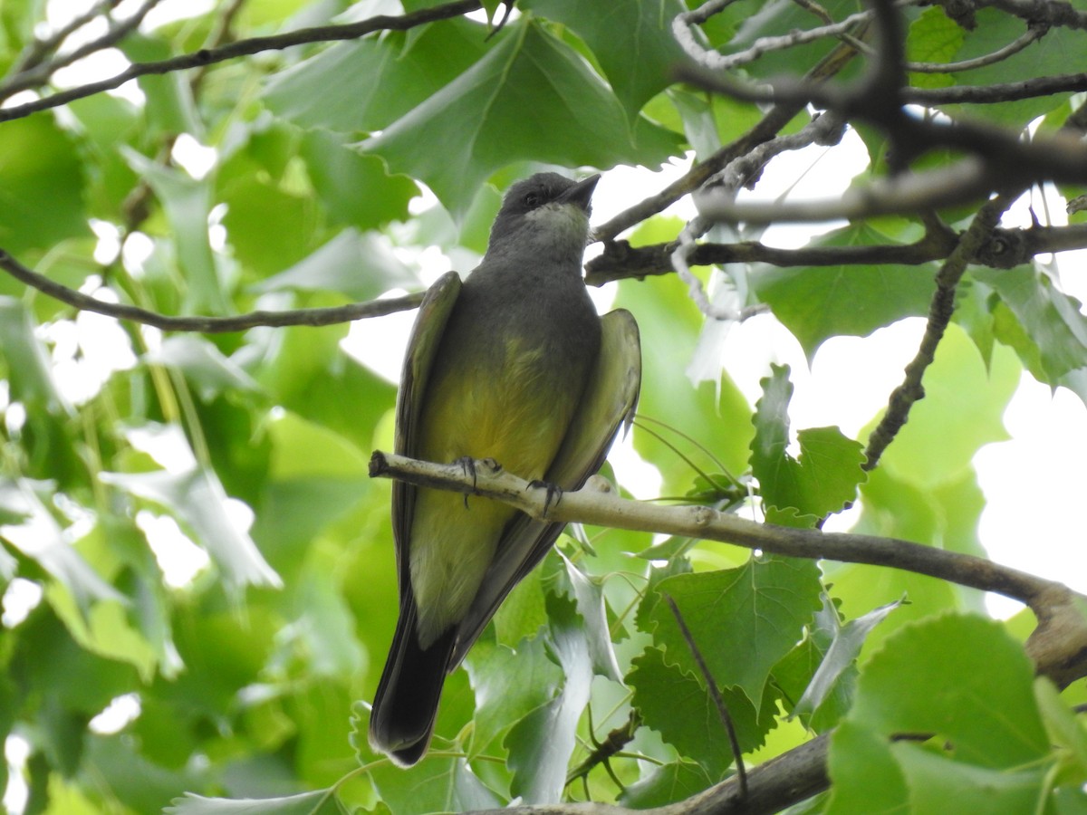 Cassin's Kingbird - Jay Follett