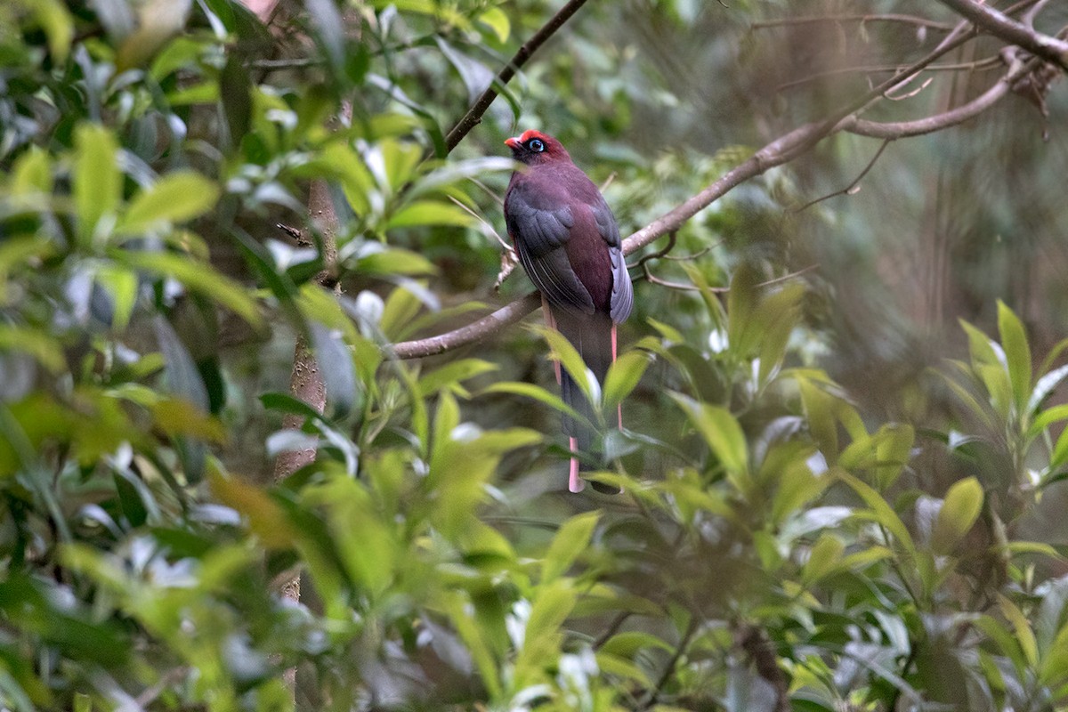 Ward's Trogon - Sam Woods/Tropical Birding Tours