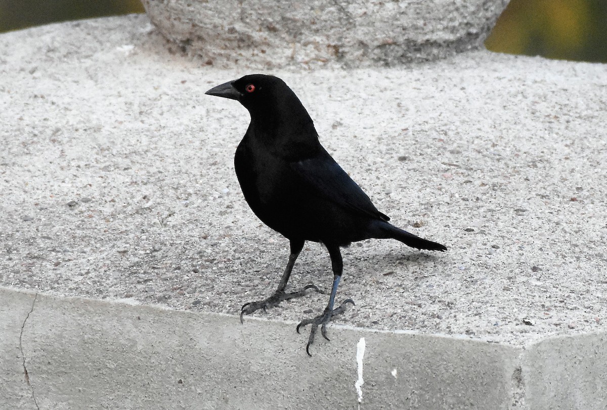 Bronzed Cowbird - Chris Rohrer