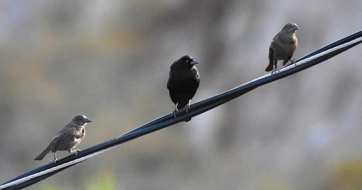 Bronzed Cowbird - Chris Rohrer