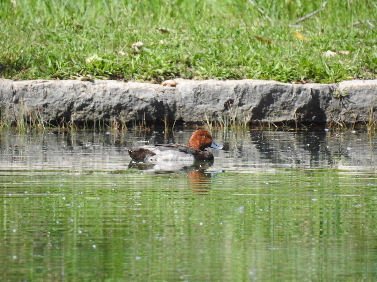 Redhead - ML102150611