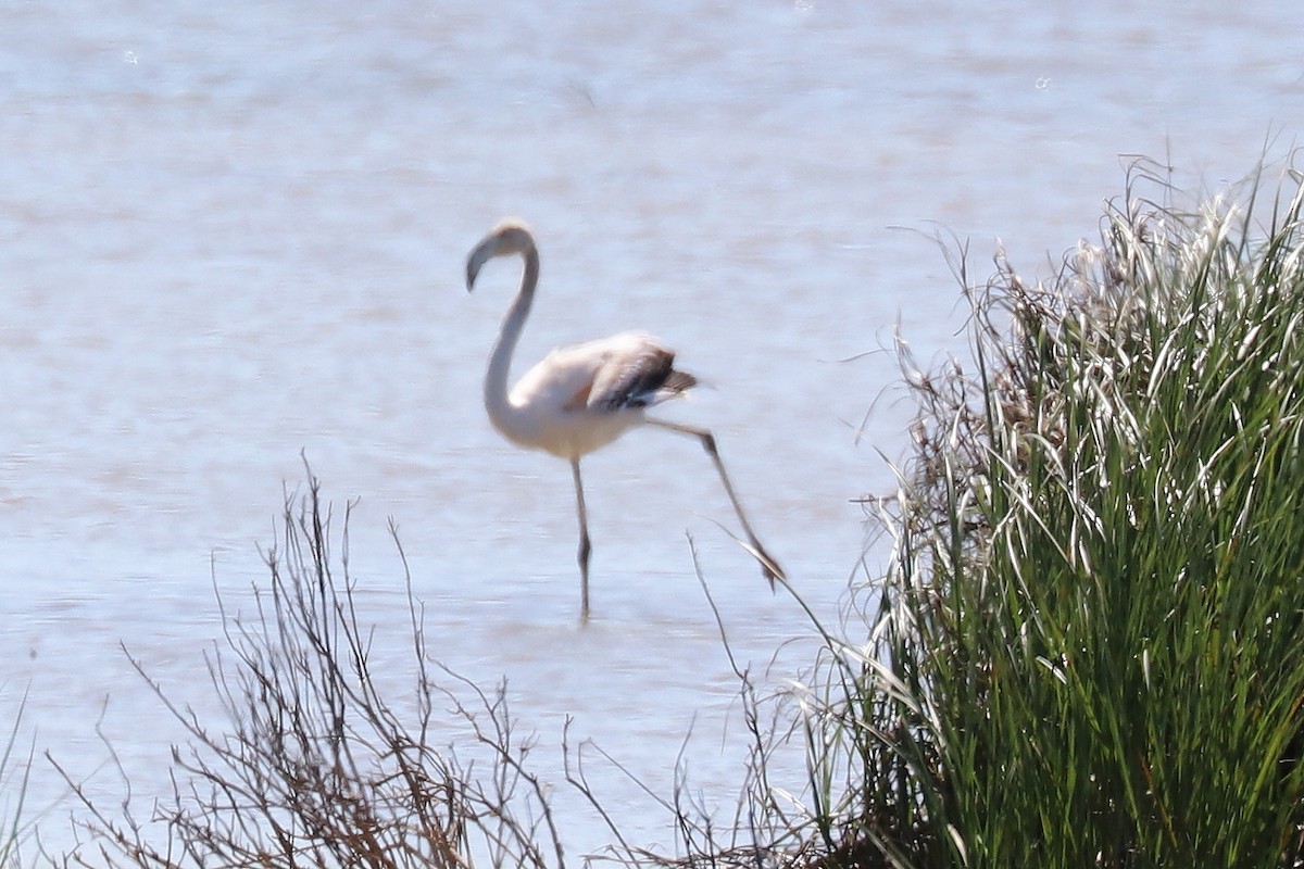 Greater Flamingo - Bruce Kerr