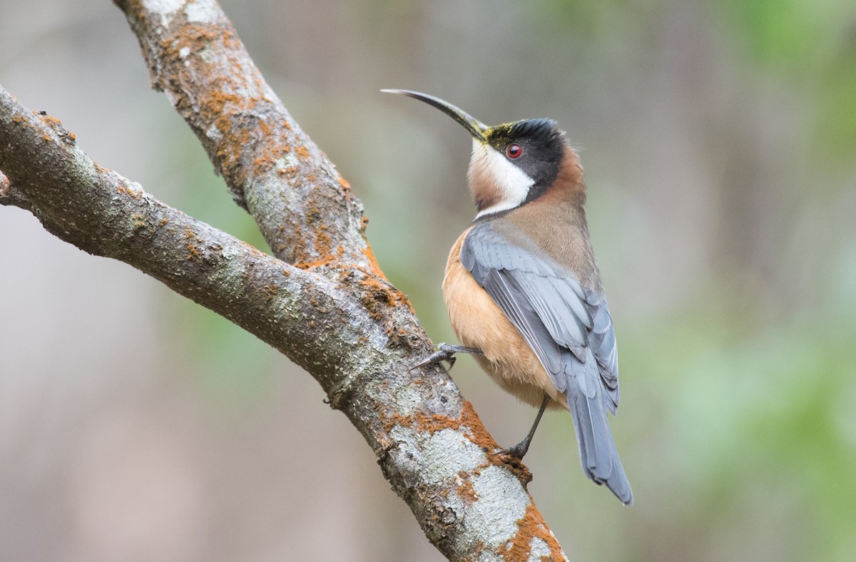 Eastern Spinebill - ML102153711