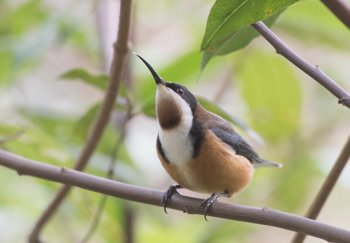 Eastern Spinebill - ML102153731