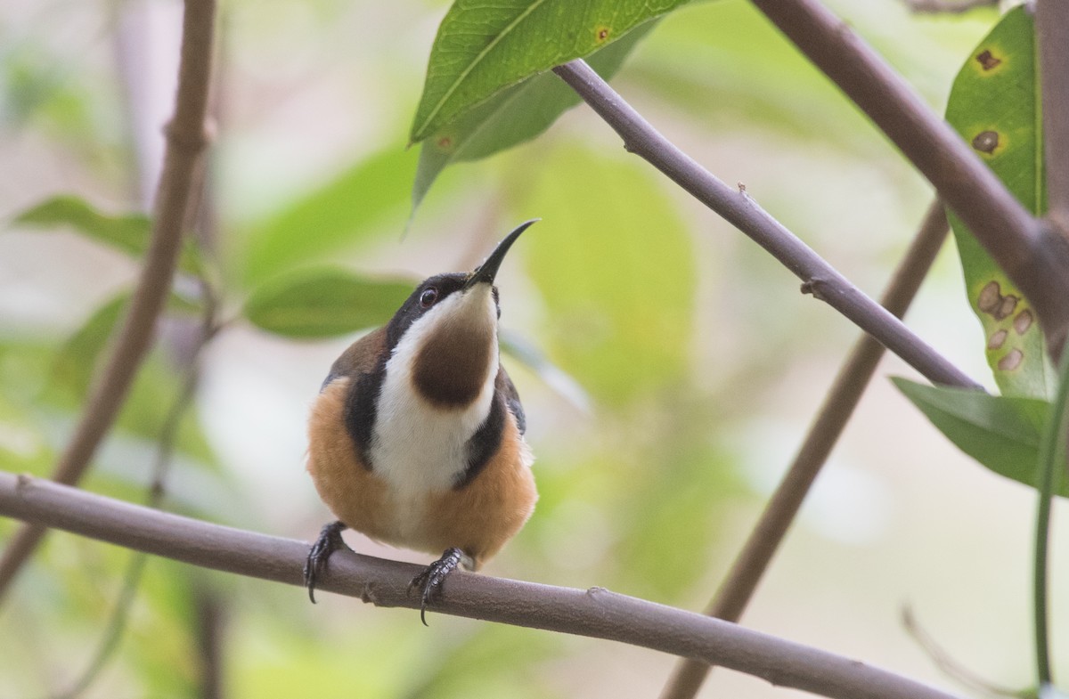 Eastern Spinebill - ML102153781