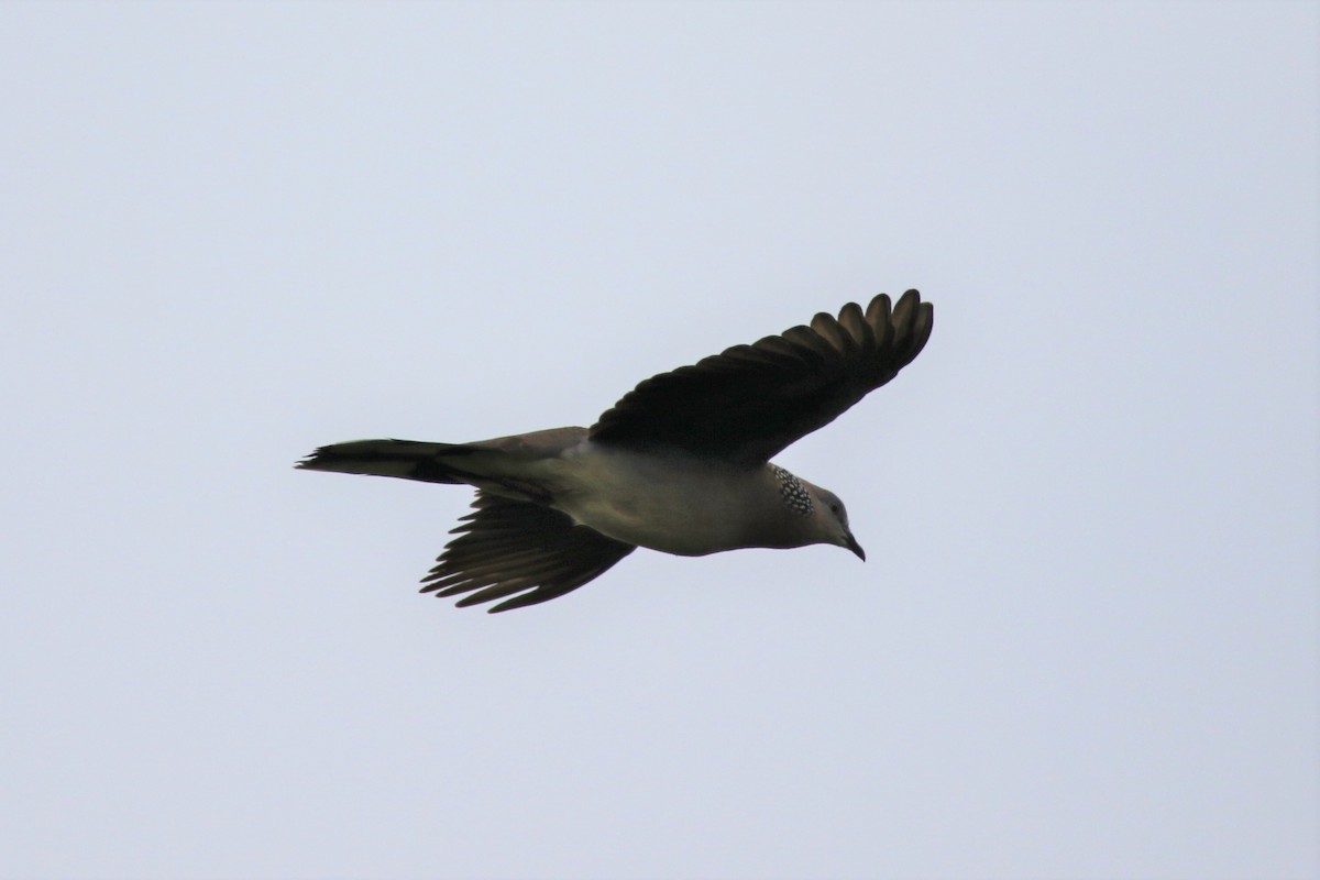 Spotted Dove - ML102154161