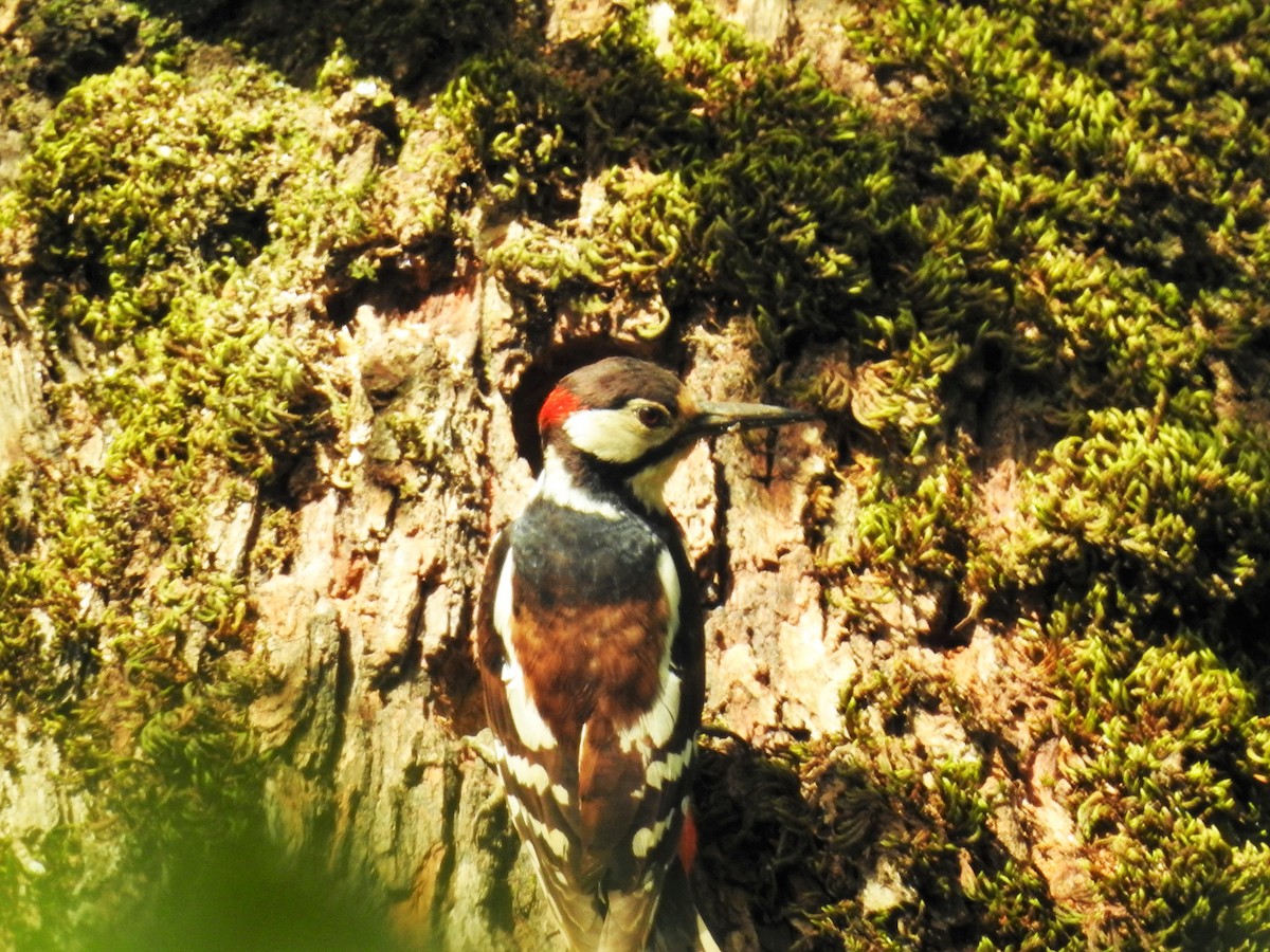 strakapoud velký (ssp. numidus/mauritanus) - ML102154311