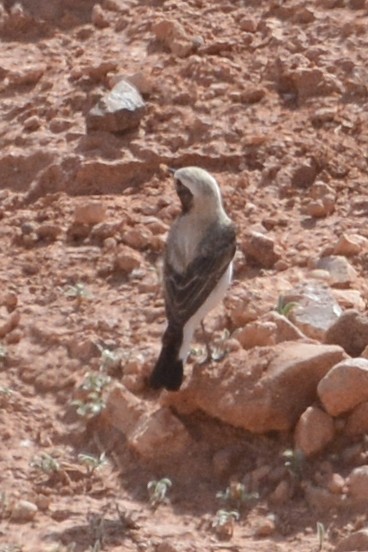 Mourning Wheatear (Maghreb) - ML102155581