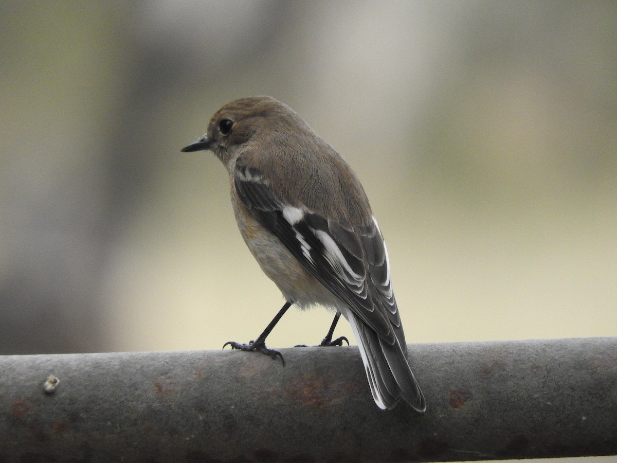 Flame Robin - ML102155971