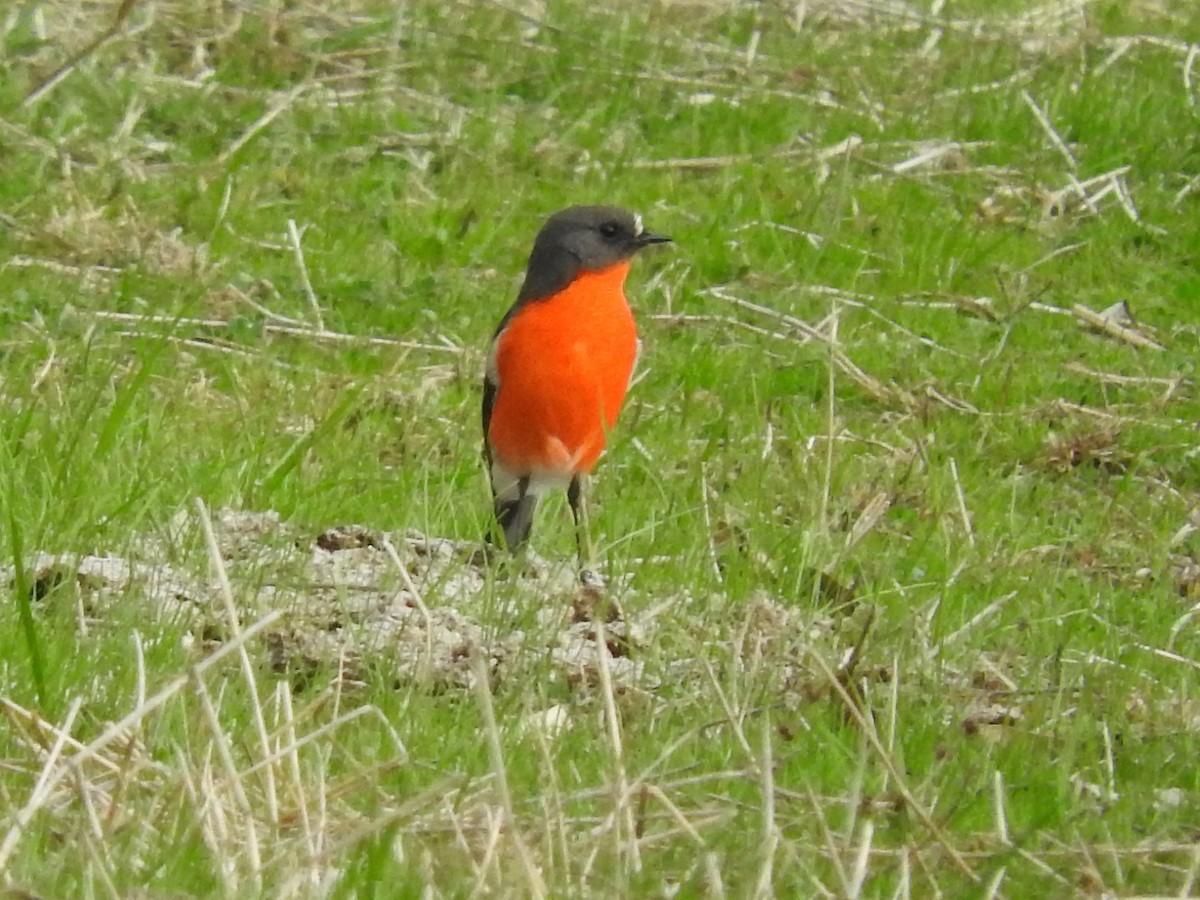 Flame Robin - ML102155981