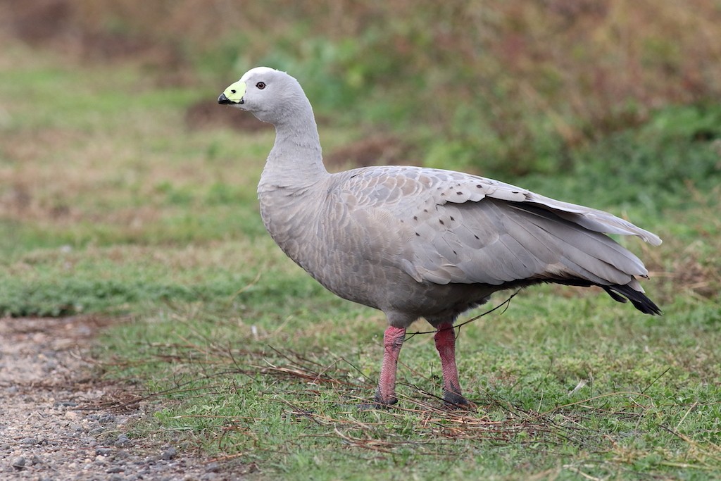 ML102158841 Cape Barren Goose - 1200