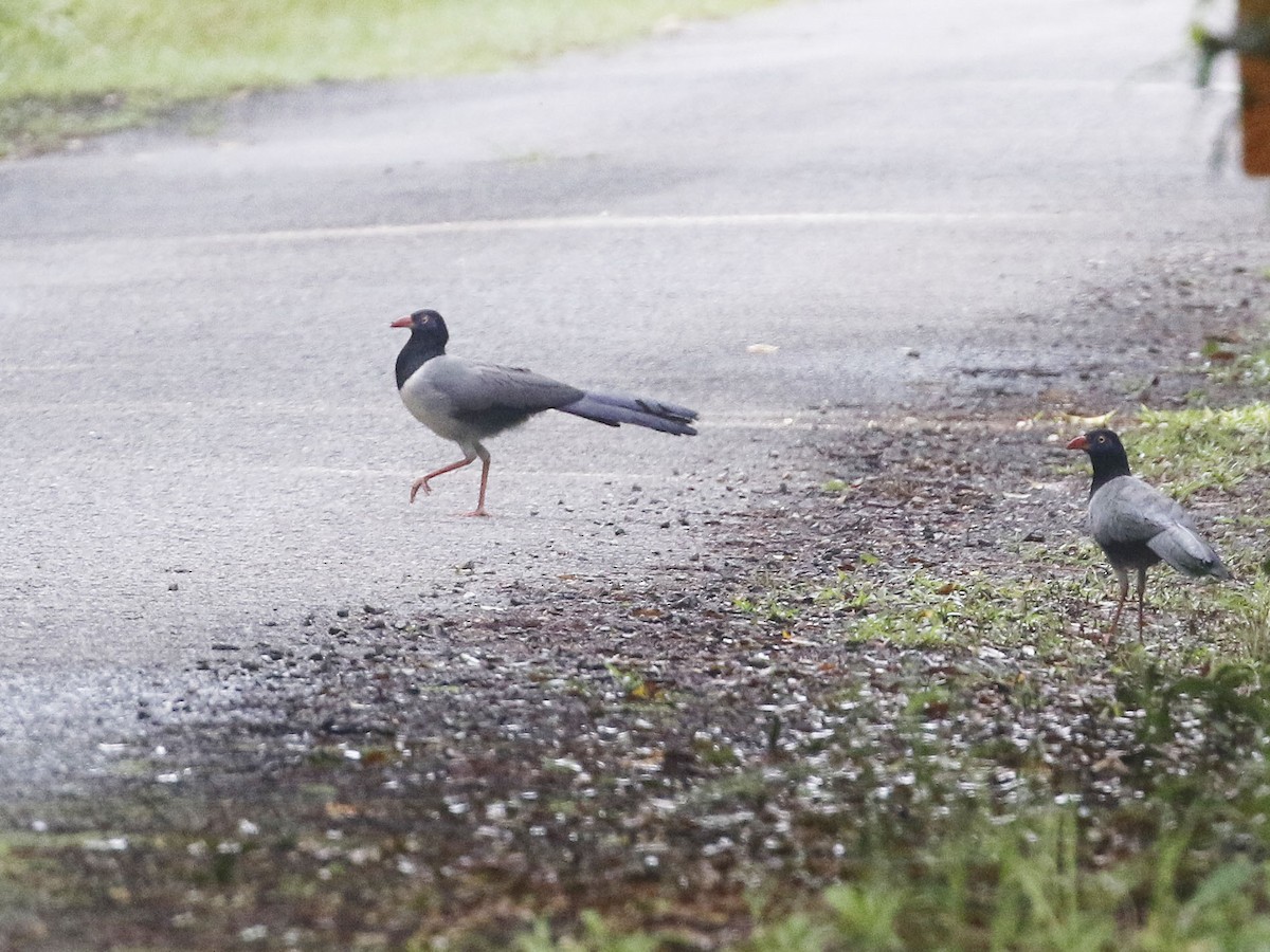 Coral-billed Ground-Cuckoo - ML102159701