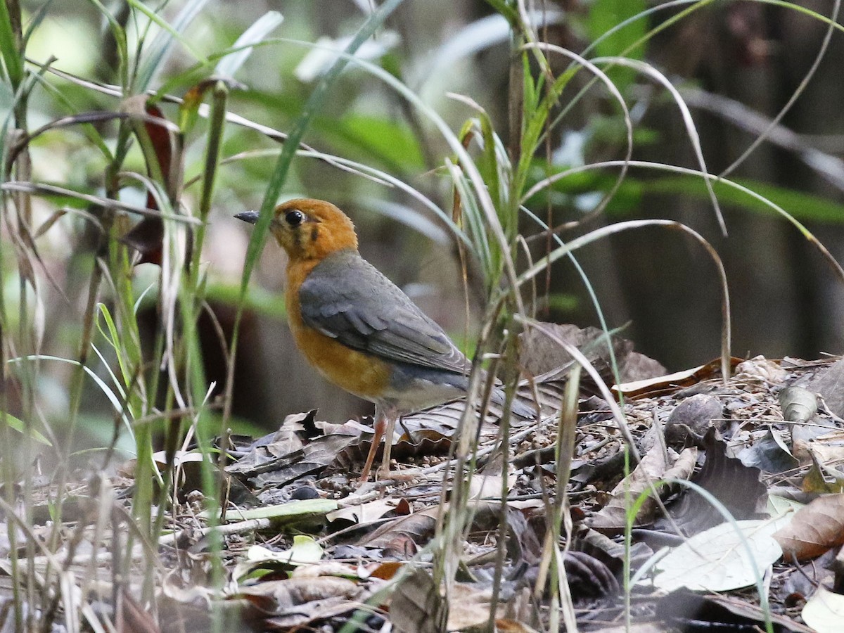 Orange-headed Thrush - ML102159731