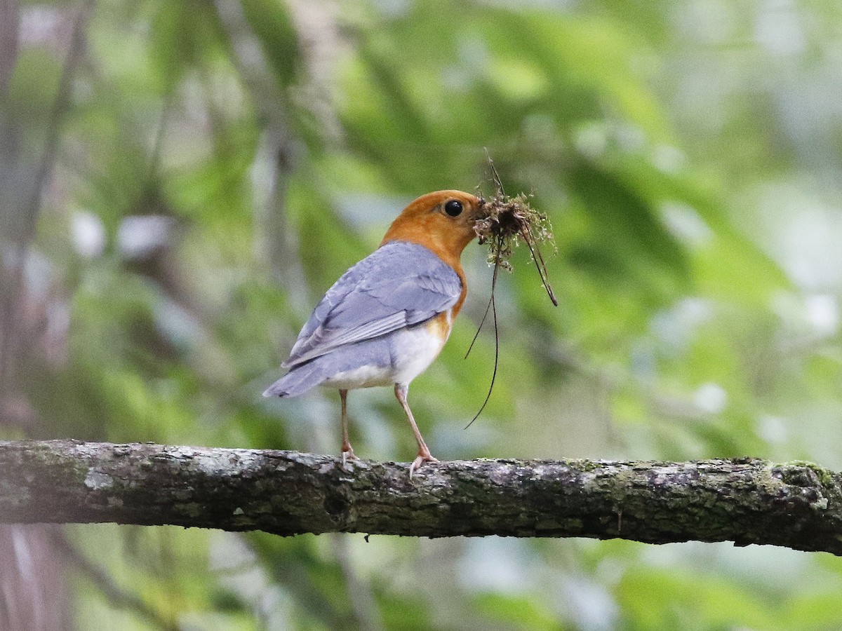 Orange-headed Thrush - ML102159761