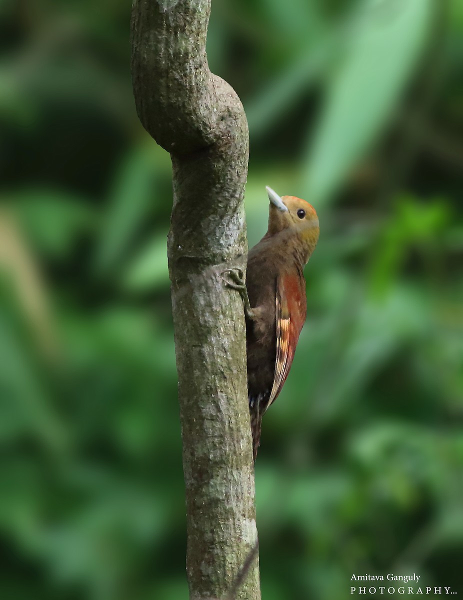Pale-headed Woodpecker - Amitava Ganguly