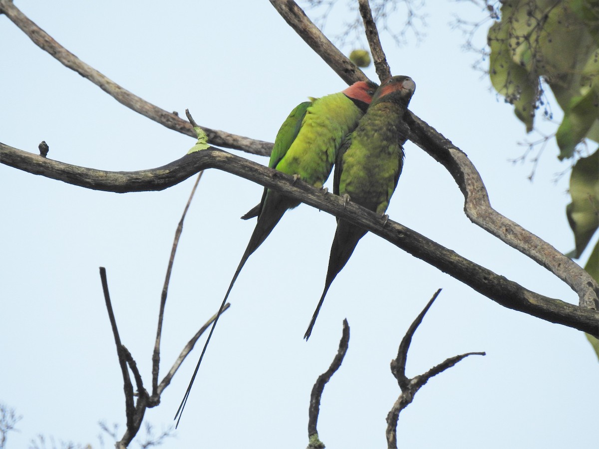 Long-tailed Parakeet - Tuck Hong Tang