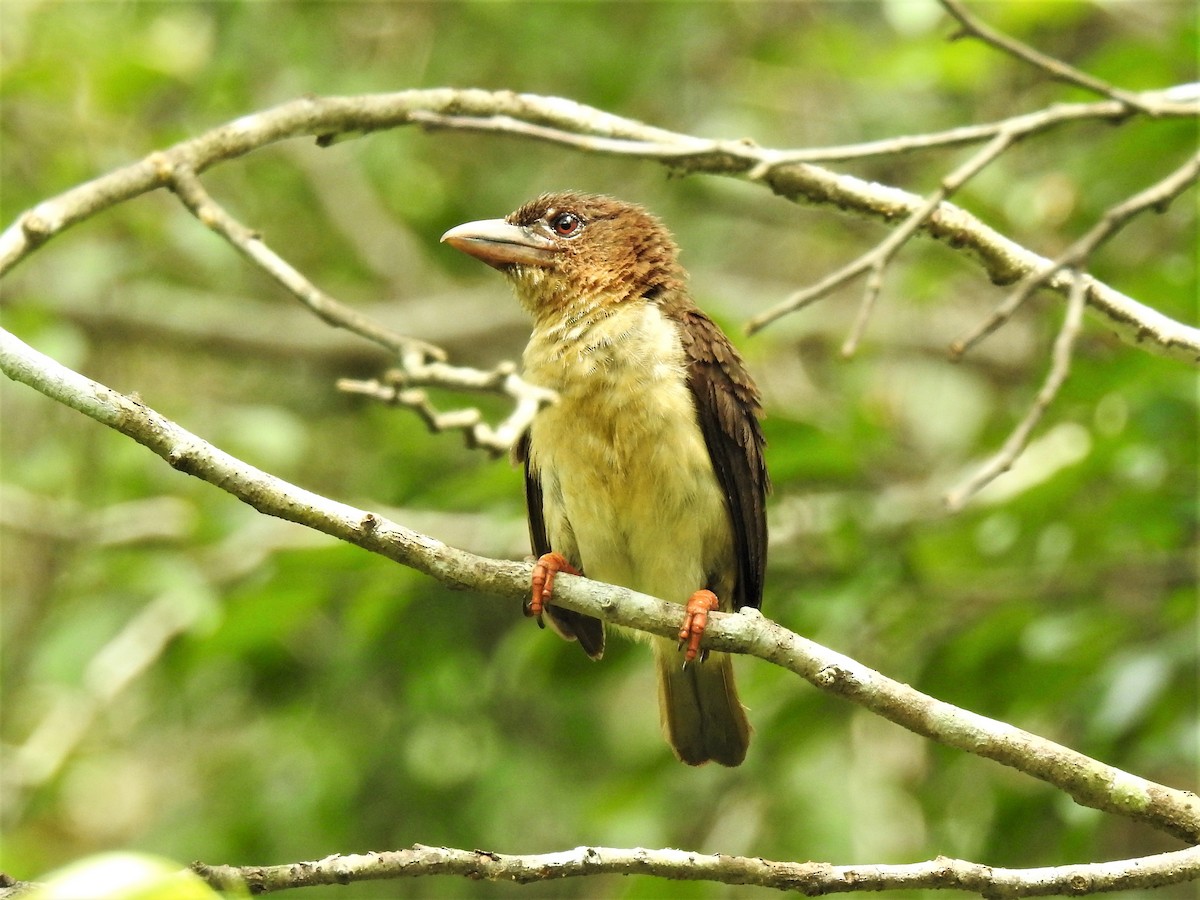 Sooty Barbet - Tuck Hong Tang