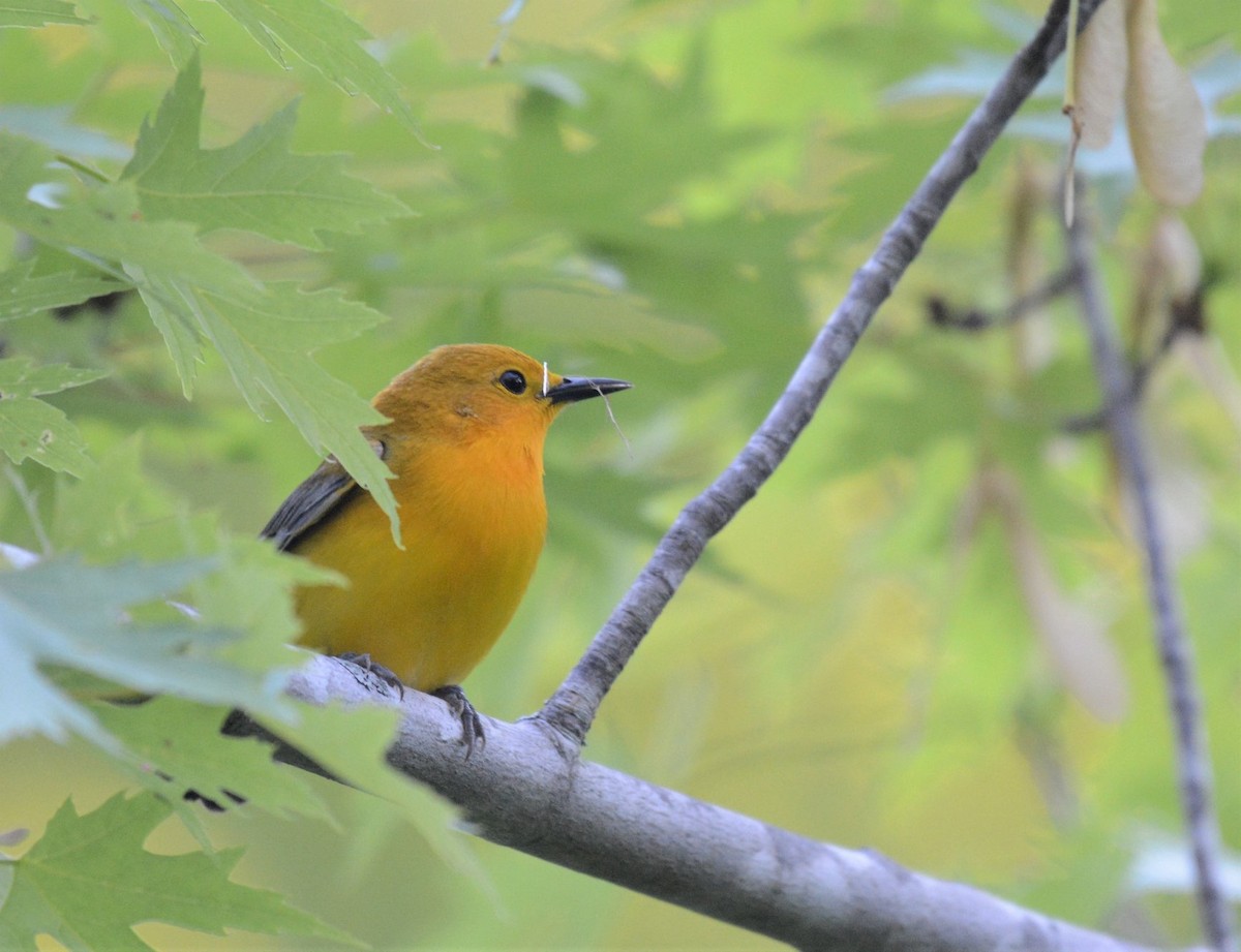 Prothonotary Warbler - ML102163461