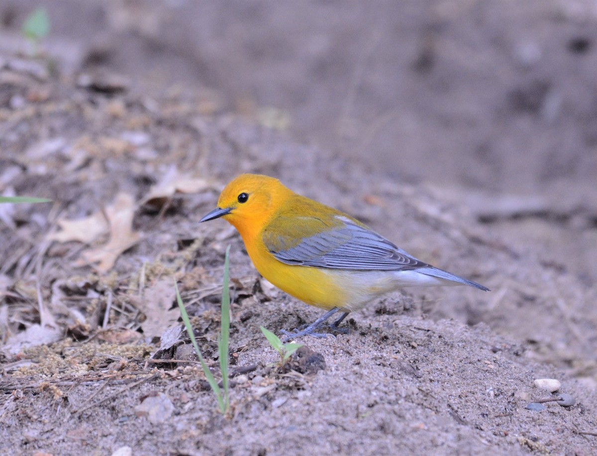 Prothonotary Warbler - ML102163471