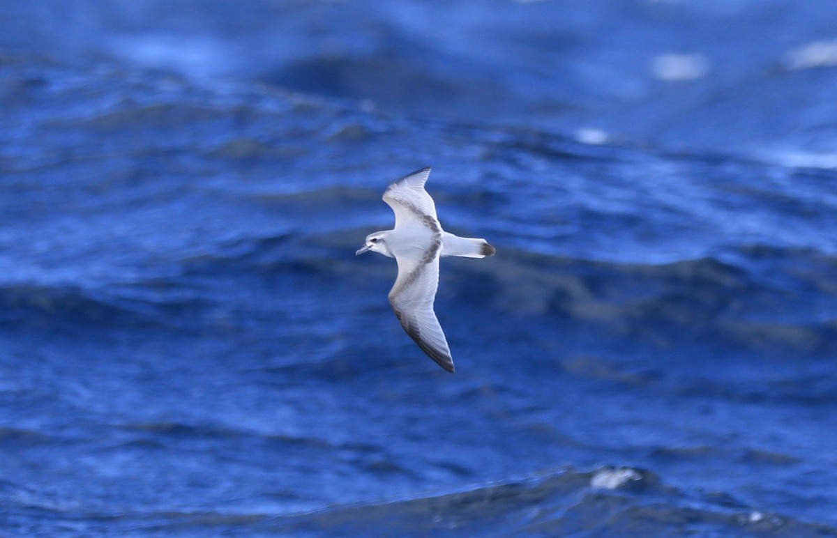 Antarctic Prion - ML102165561