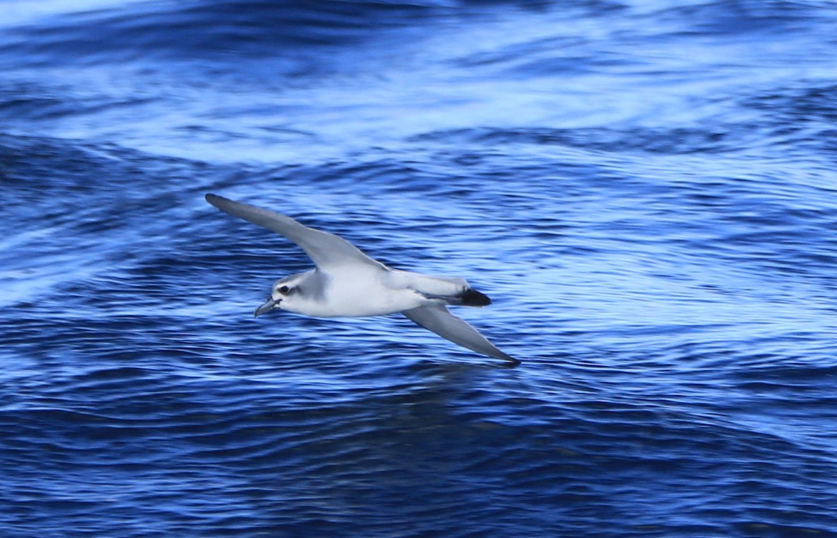 Antarctic Prion - ML102165591