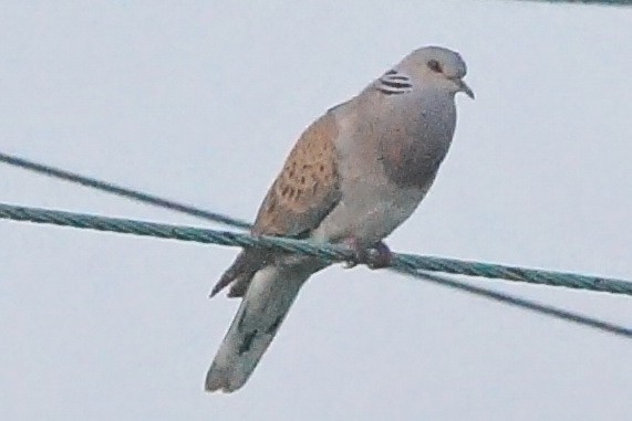 European Turtle-Dove - ML102166961