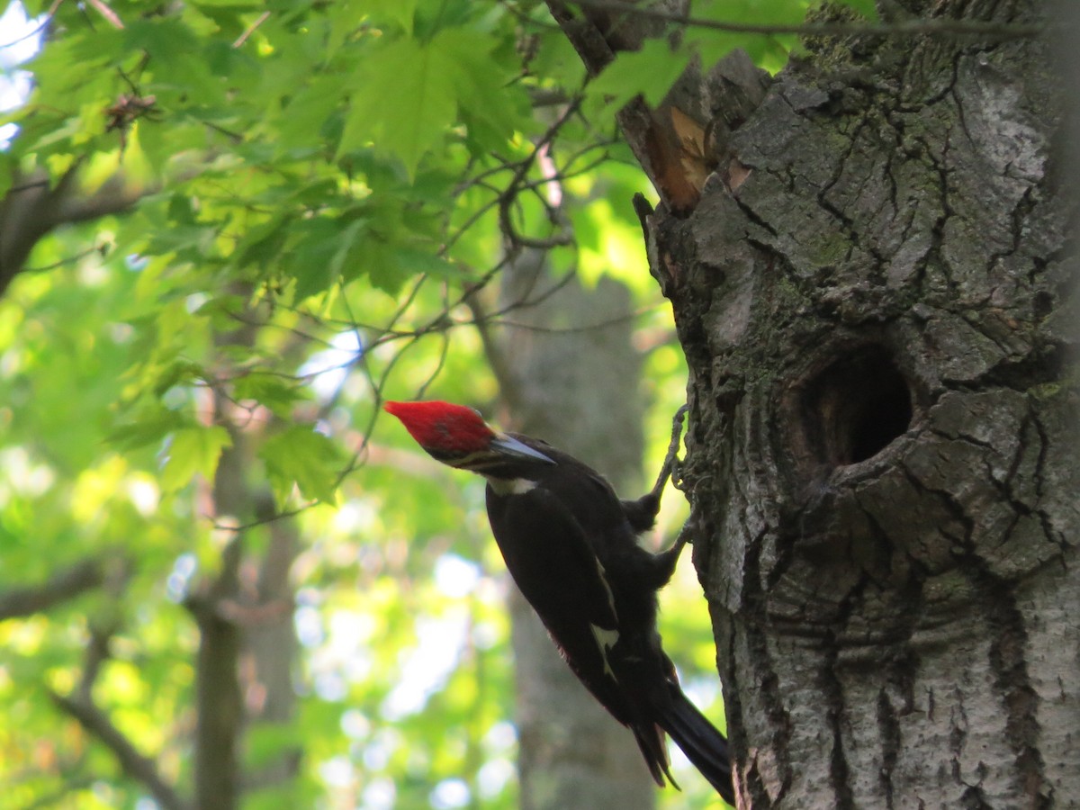 Pileated Woodpecker - ML102167721