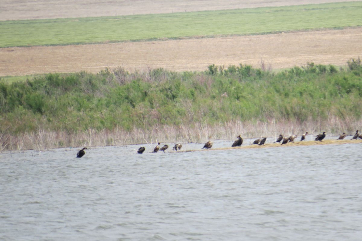 Double-crested Cormorant - ML102167761