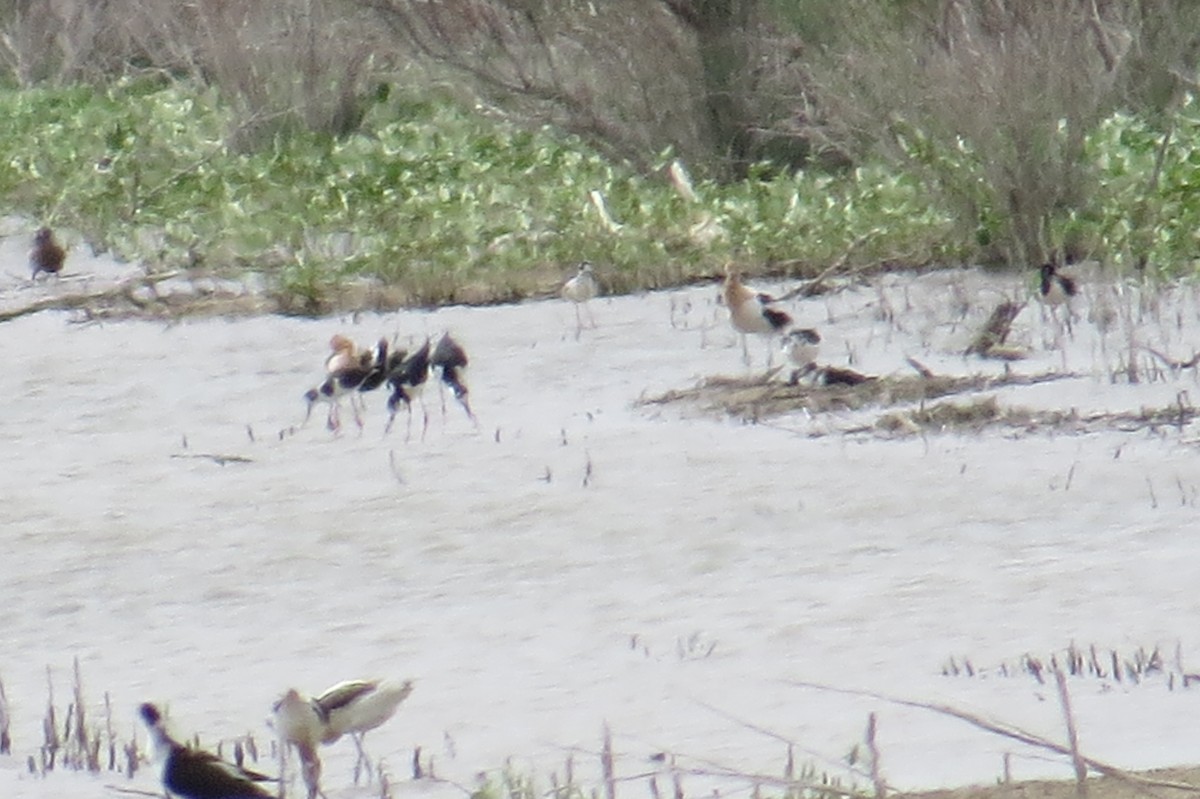 Black-necked Stilt - Dean Shoup