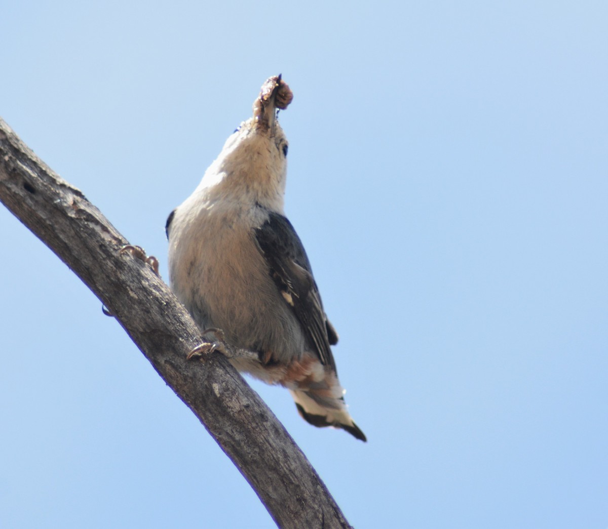 White-breasted Nuthatch - Russell Hoffman