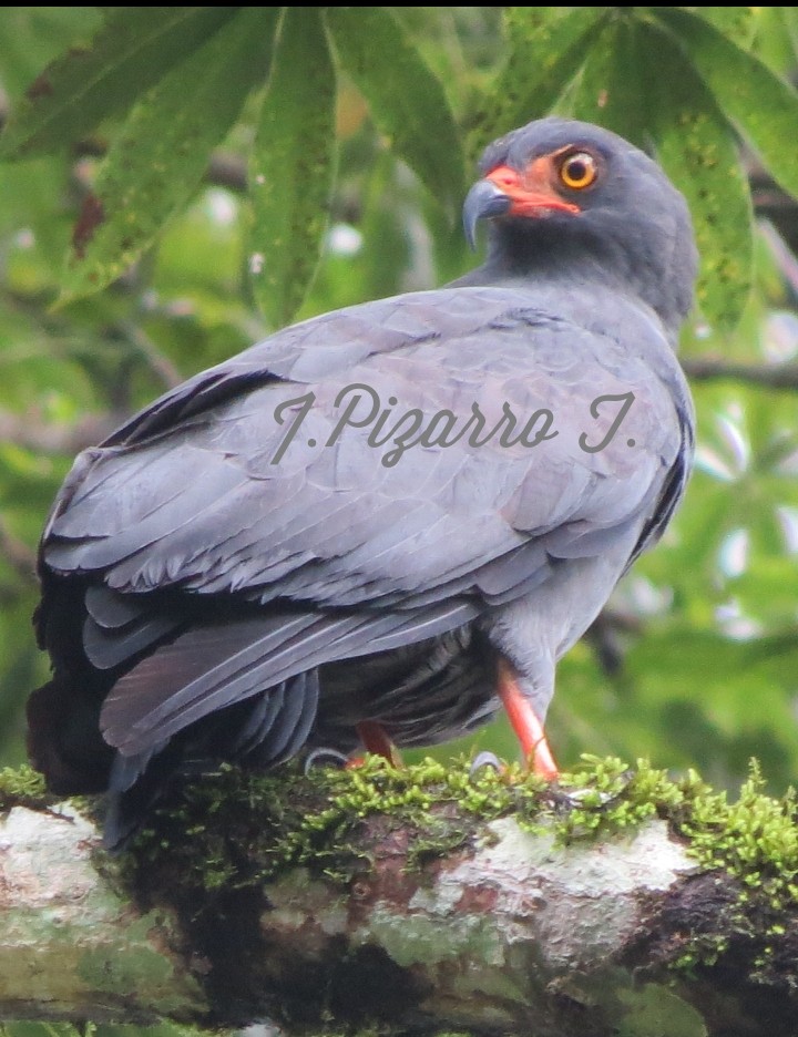 Slender-billed Kite - ML102169061