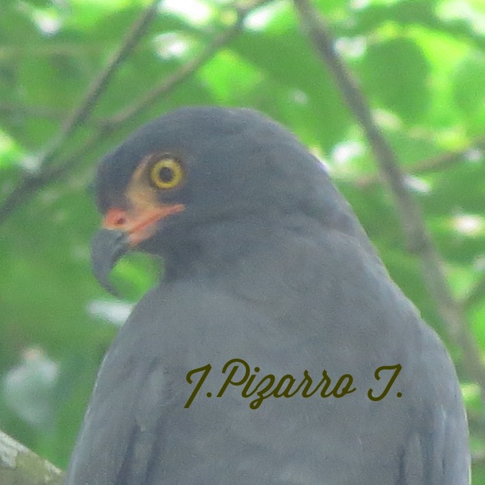 Slender-billed Kite - ML102169121