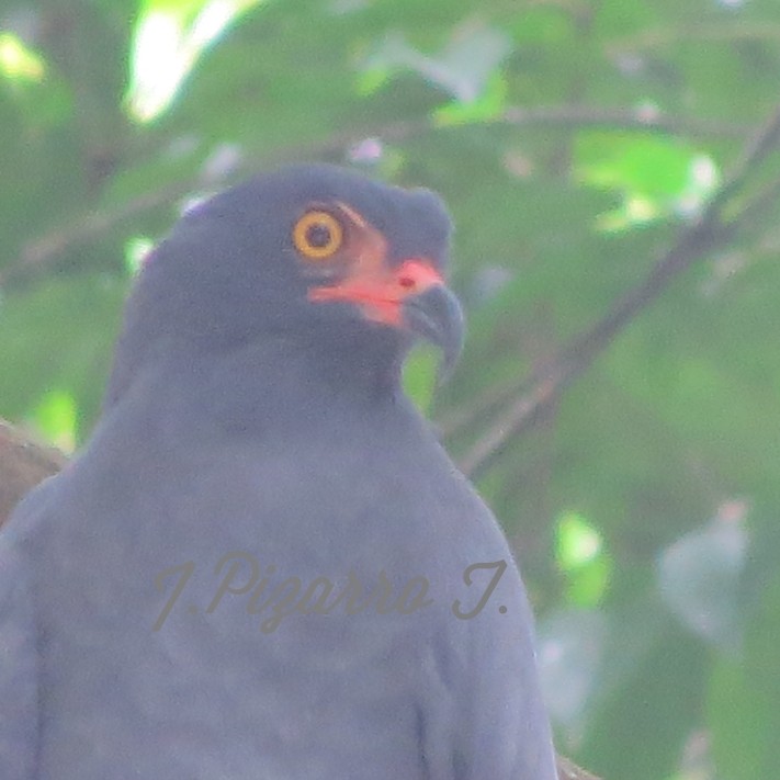 Slender-billed Kite - ML102169131