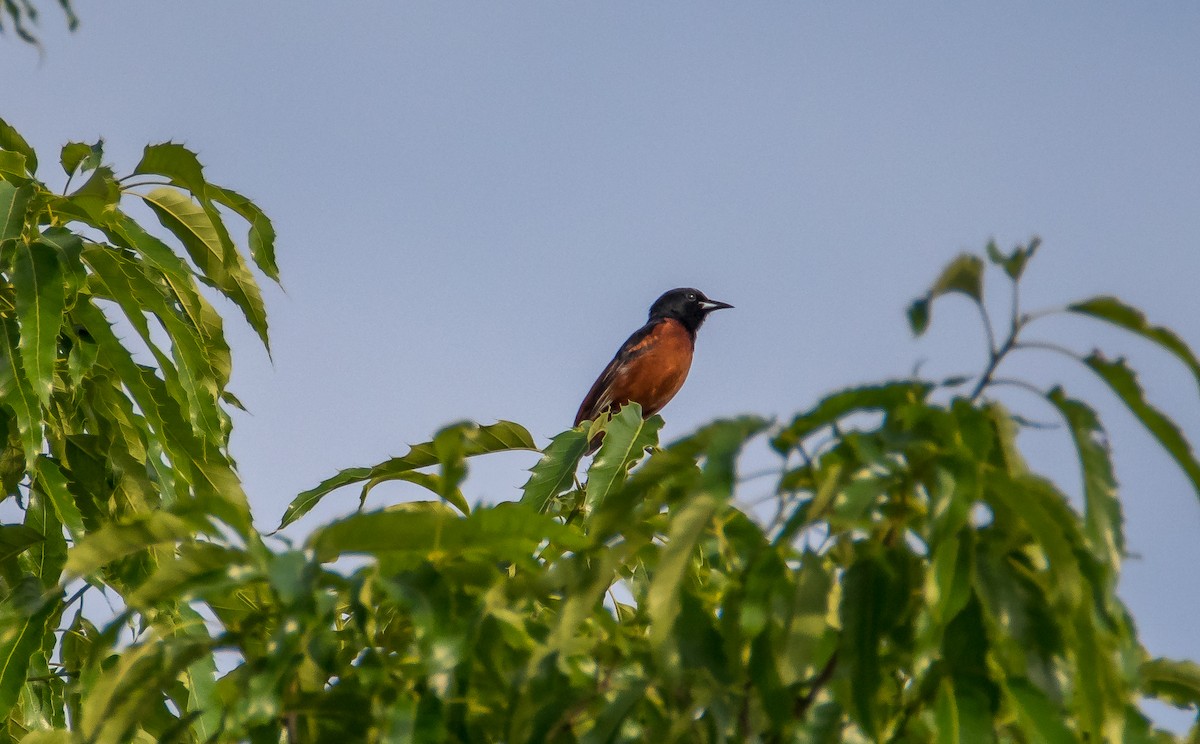 Orchard Oriole - ML102169141