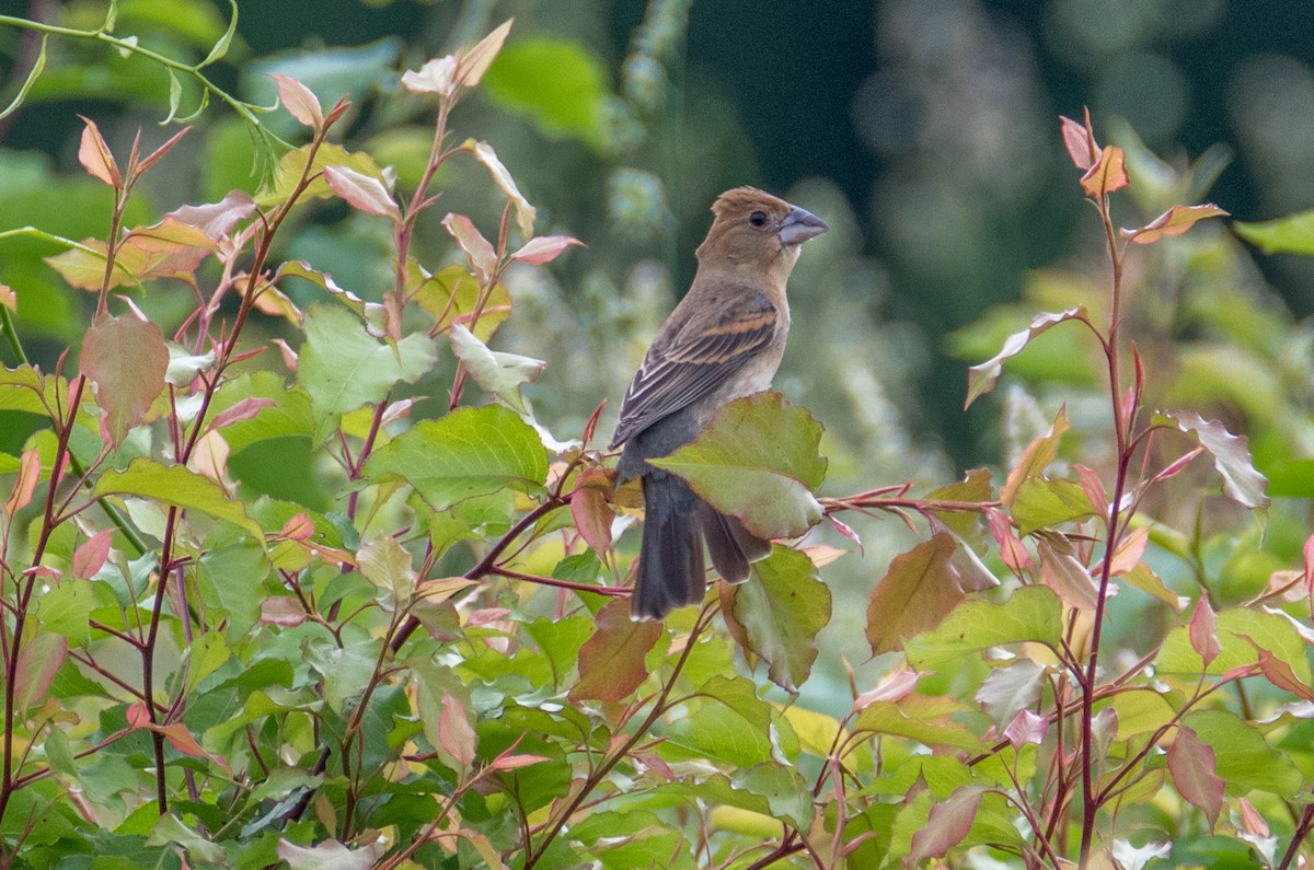 Blue Grosbeak - ML102169261