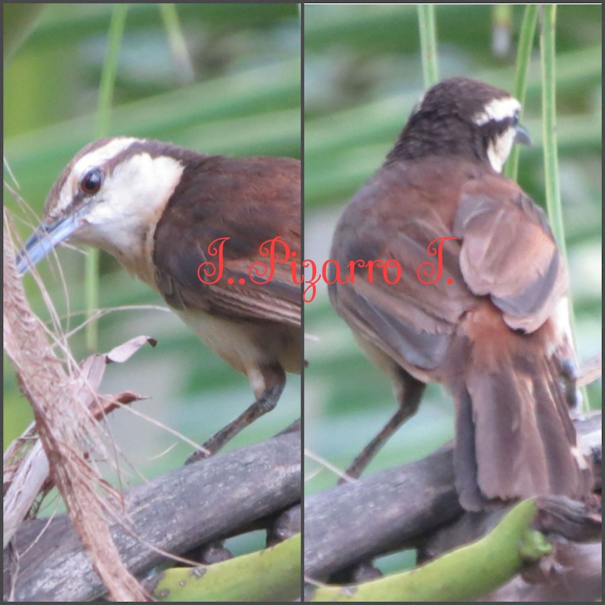 Bicolored Wren - ML102169351