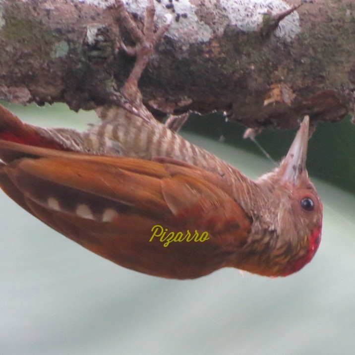 Red-rumped Woodpecker - Isaac N Pizarro T