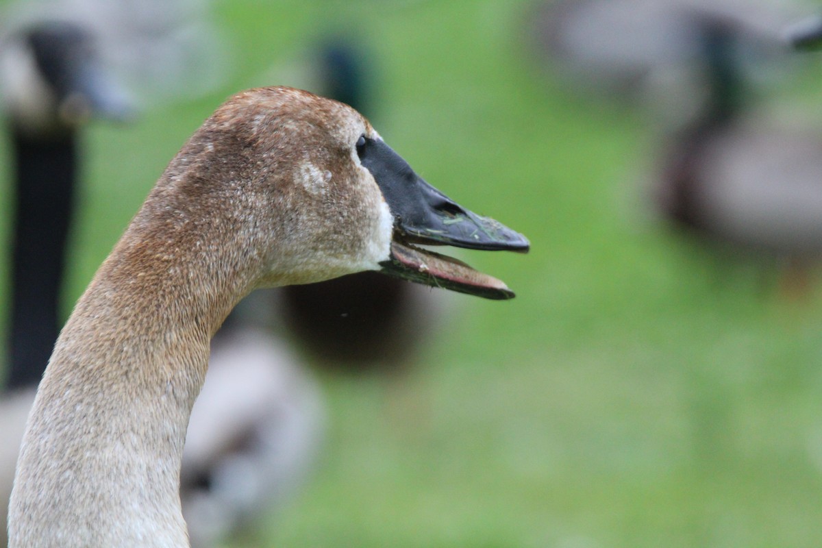 Trumpeter Swan - Lily Morello