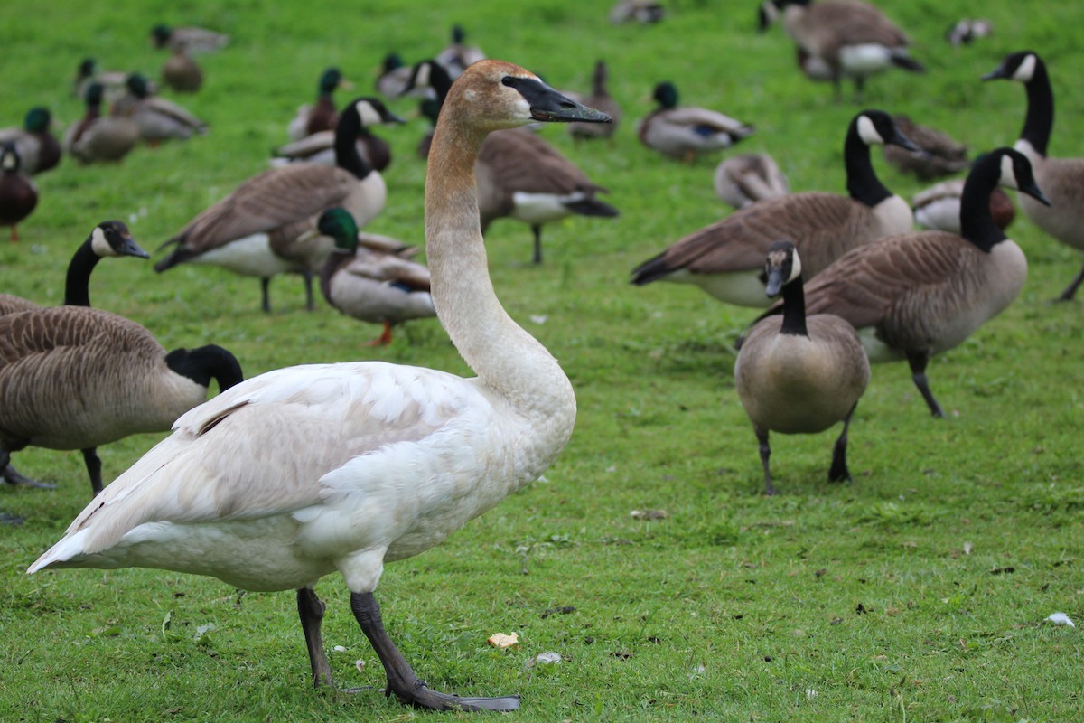 Trumpeter Swan - Lily Morello