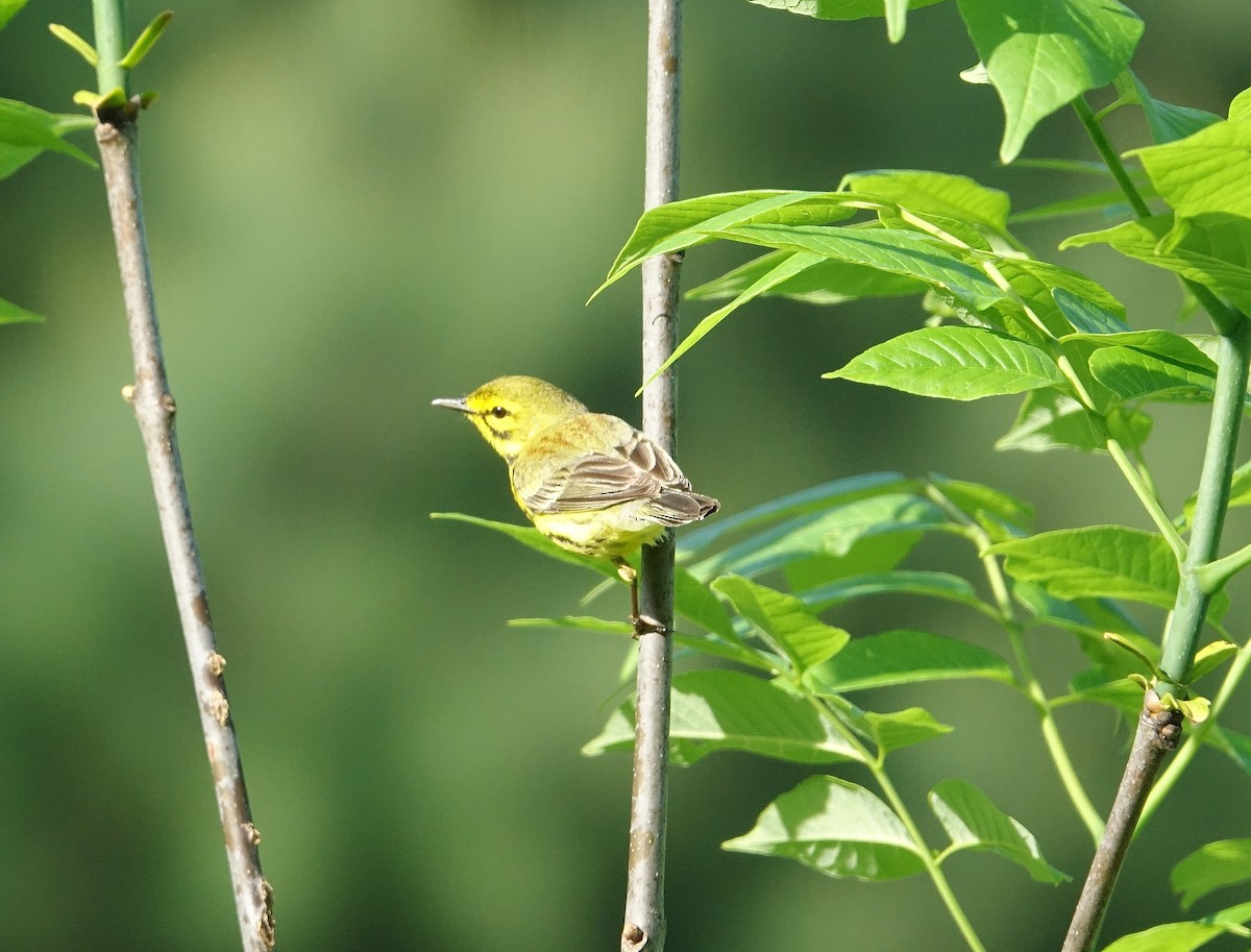 Prairie Warbler - Tom Schaefer