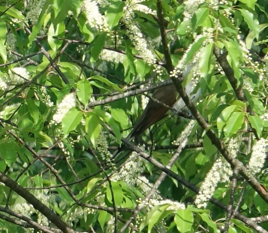 Yellow-billed Cuckoo - ML102170301