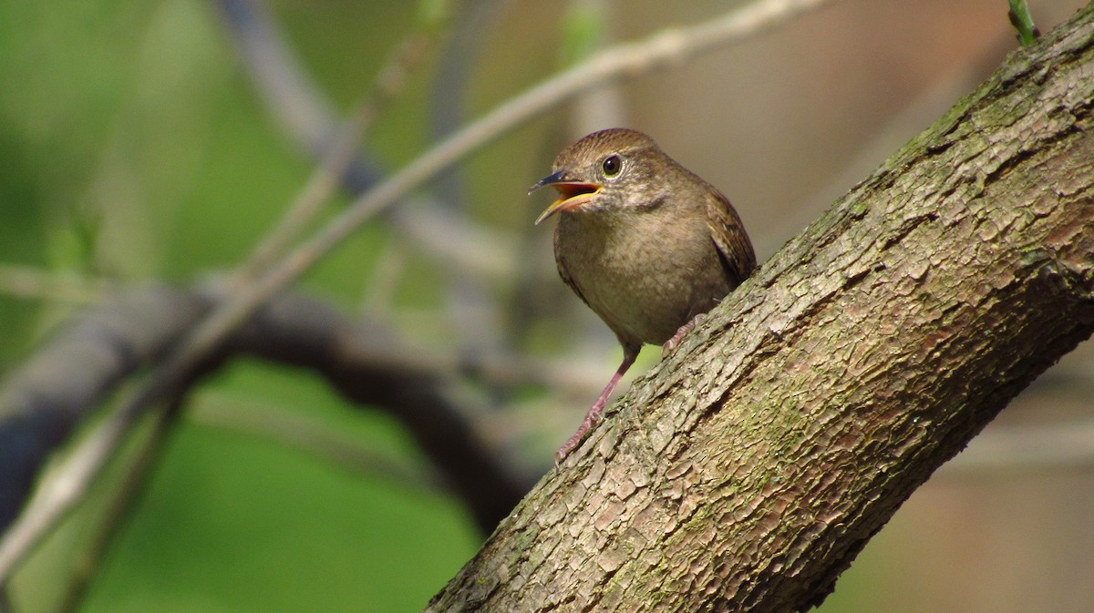 House Wren - ML102171231