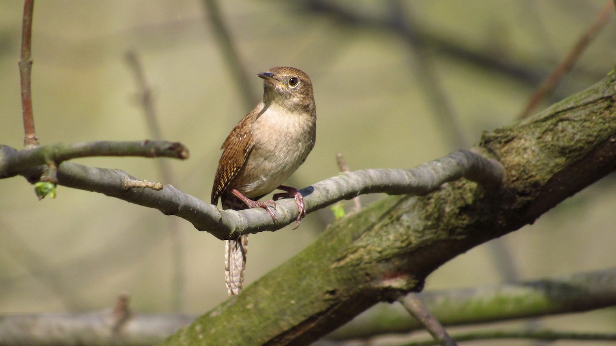 House Wren - Eric Walther